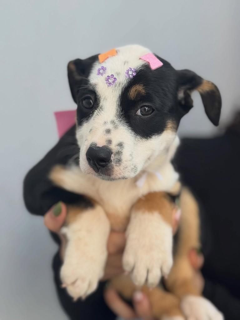 Panacotta, cachorro de porte médio para adoção em Rio Verde - GO