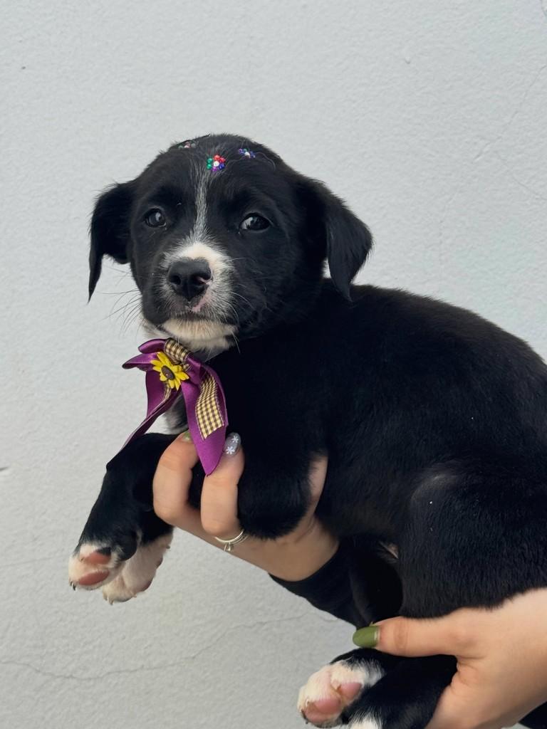 Geleia, cachorro de porte médio para adoção em Rio Verde - GO