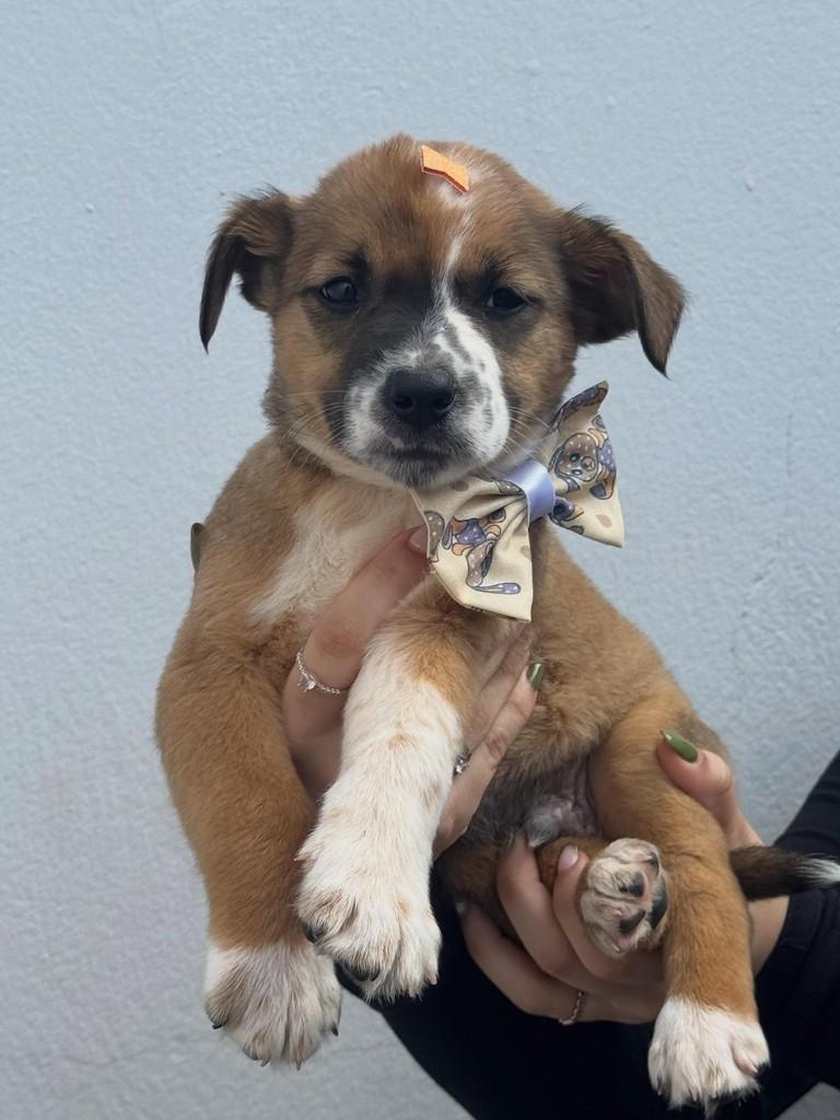 Banoffe, cachorro de porte médio para adoção em Rio Verde - GO