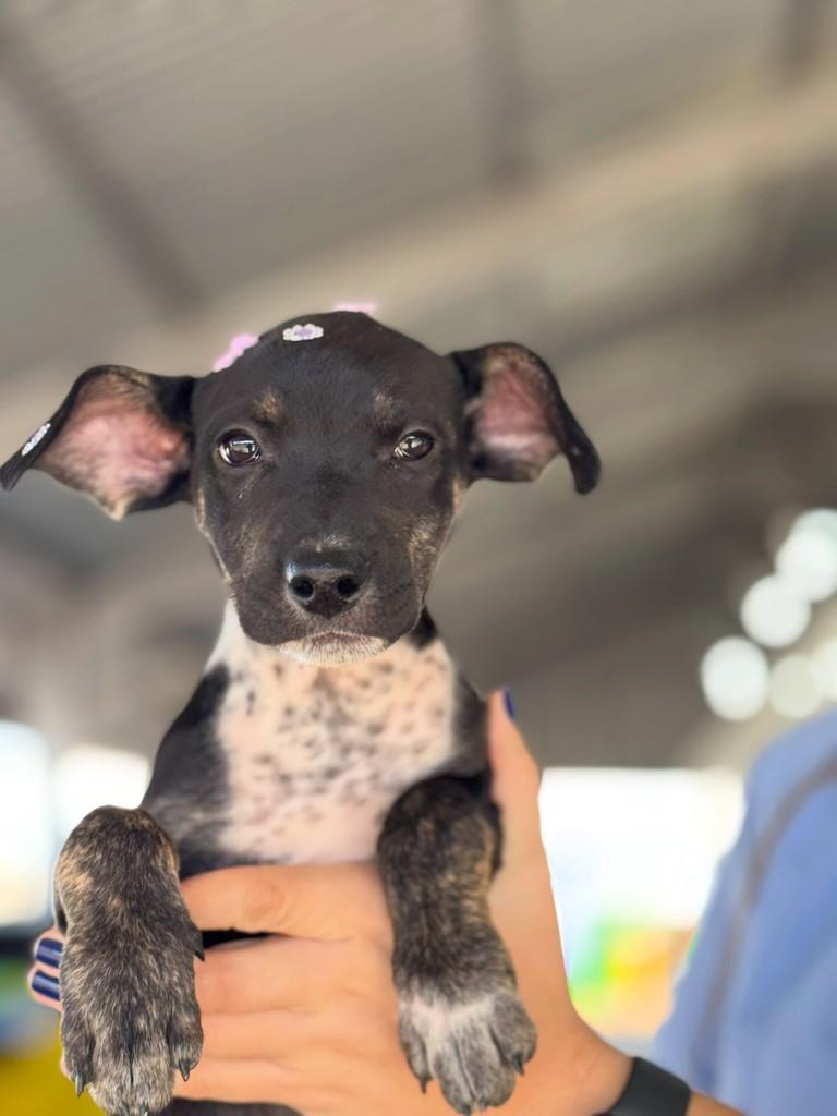 Fumaça, cachorro de porte médio para adoção em Rio Verde - GO