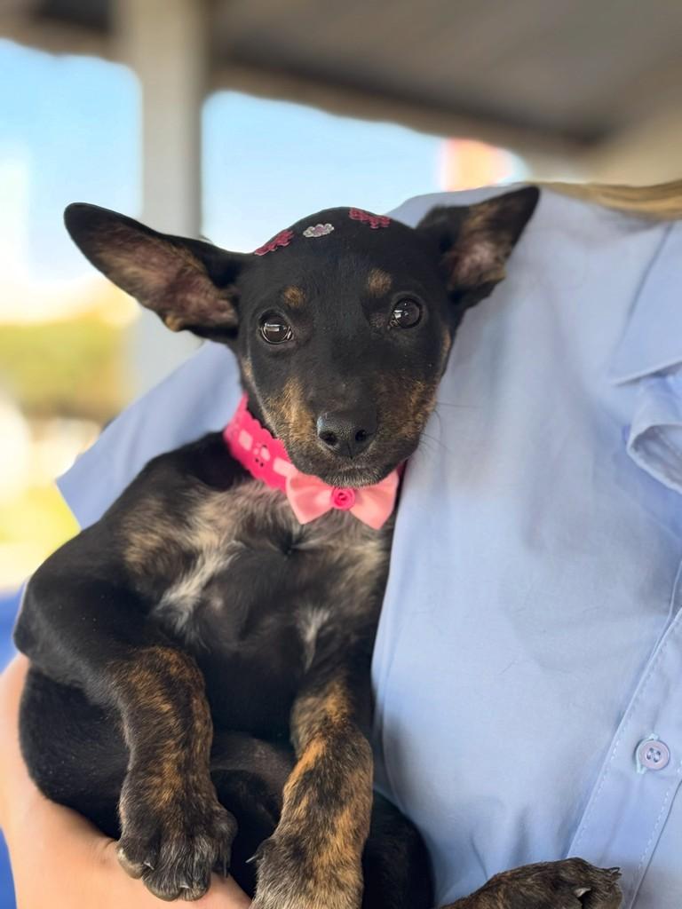 Faísca, cachorro de porte médio para adoção em Rio Verde - GO