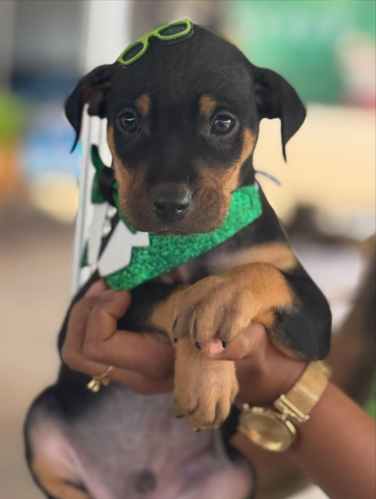 Milionário, cachorro de porte médio para adoção em Rio Verde - GO