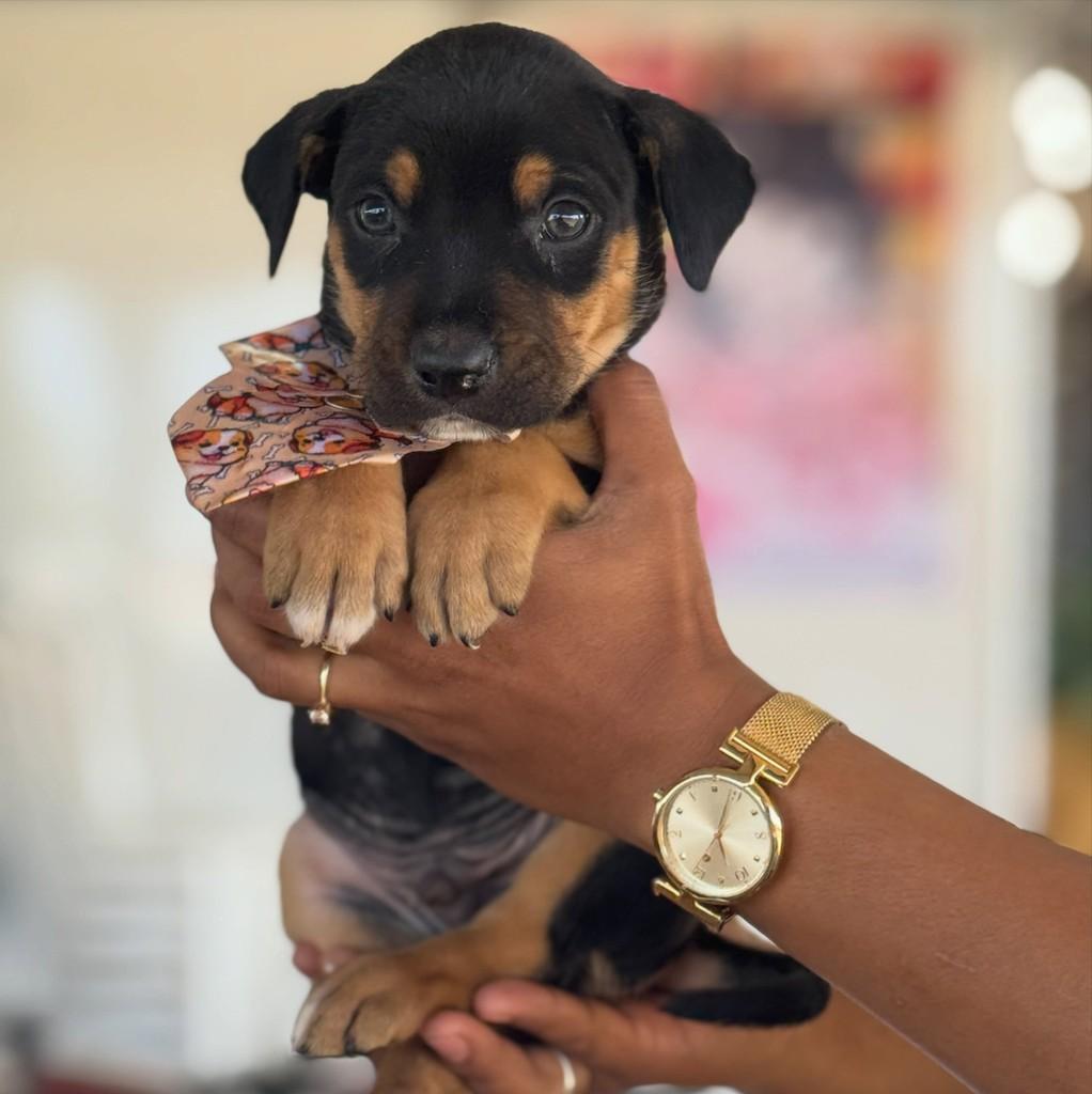 José Rico, cachorro de porte médio para adoção em Rio Verde - GO