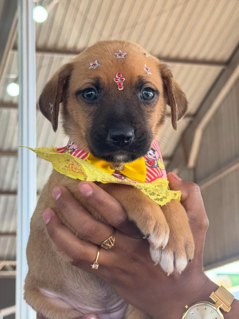 Lauanna, cadela de porte médio para adoção em Rio Verde - GO