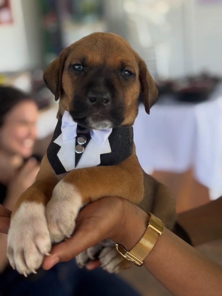 Rodolffo, cachorro de porte médio para adoção em Rio Verde - GO