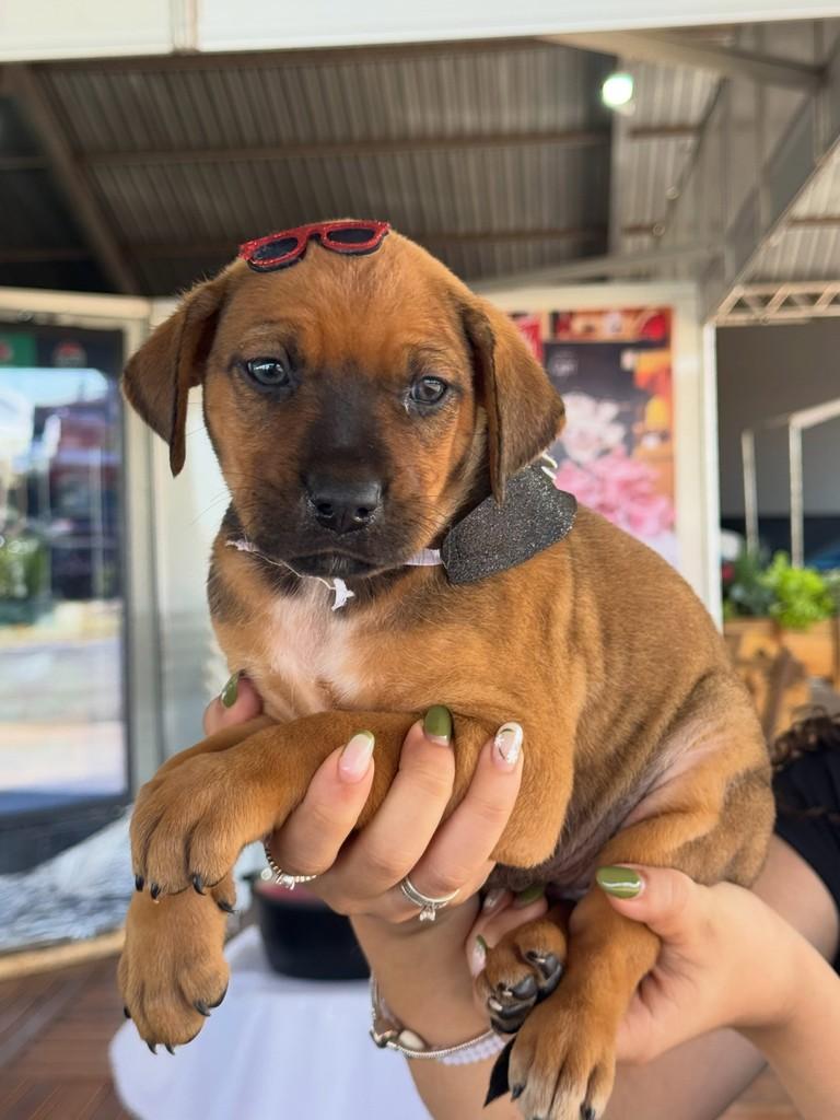 Maria Cecília, cachorro de porte médio para adoção em Rio Verde - GO