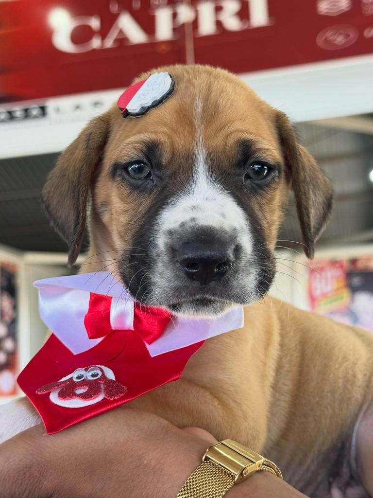 Thiago, cachorro de porte médio para adoção em Rio Verde - GO
