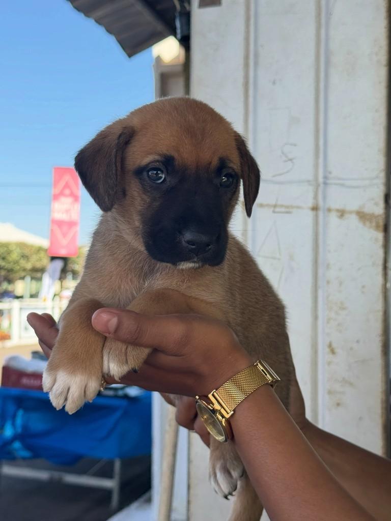 Mari, cachorro de porte médio para adoção em Rio Verde - GO