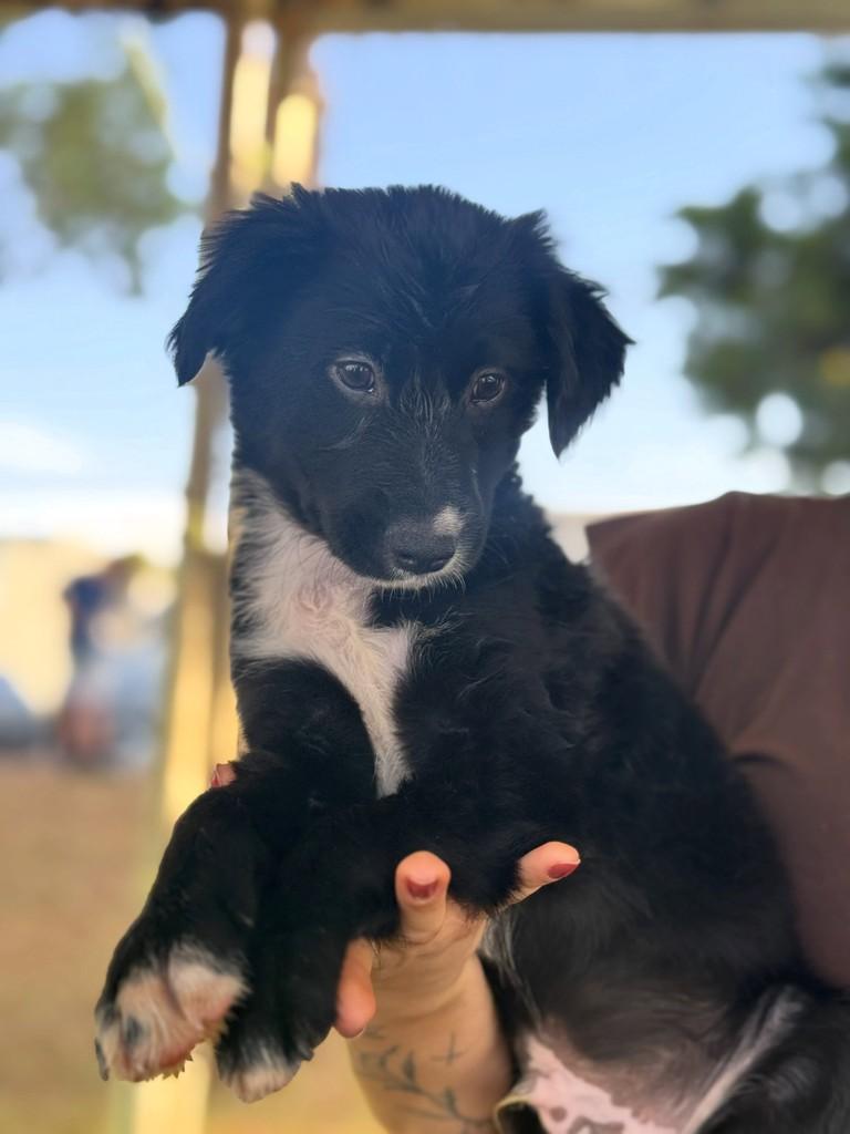 Justin, cachorro de porte médio para adoção em Rio Verde - GO