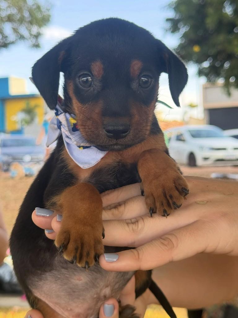Josué, cachorro de porte médio para adoção em Rio Verde - GO