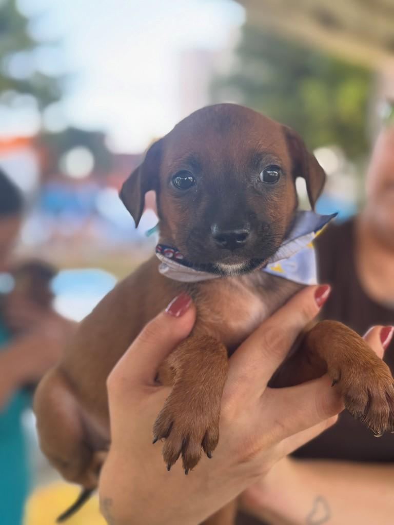 Juninho, cachorro de porte médio para adoção em Rio Verde - GO