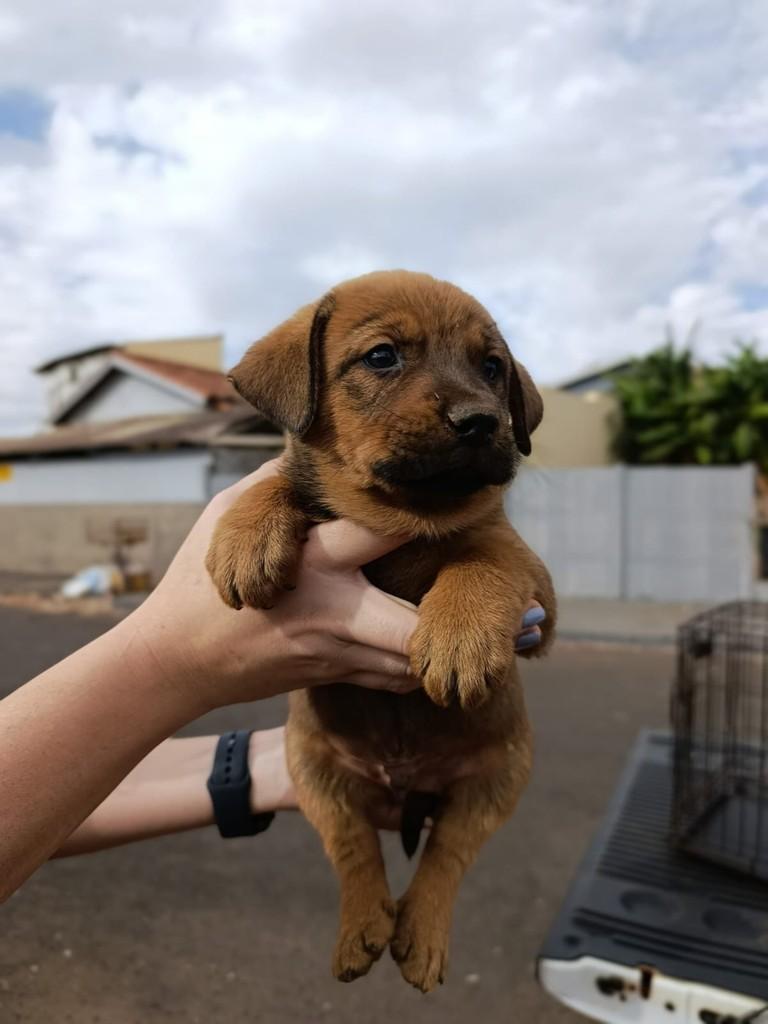 Rick, cachorro de porte médio para adoção em Rio Verde - GO