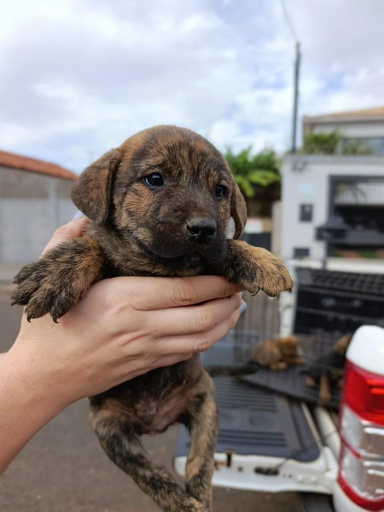 Daryl, cachorro de porte médio para adoção em Rio Verde - GO