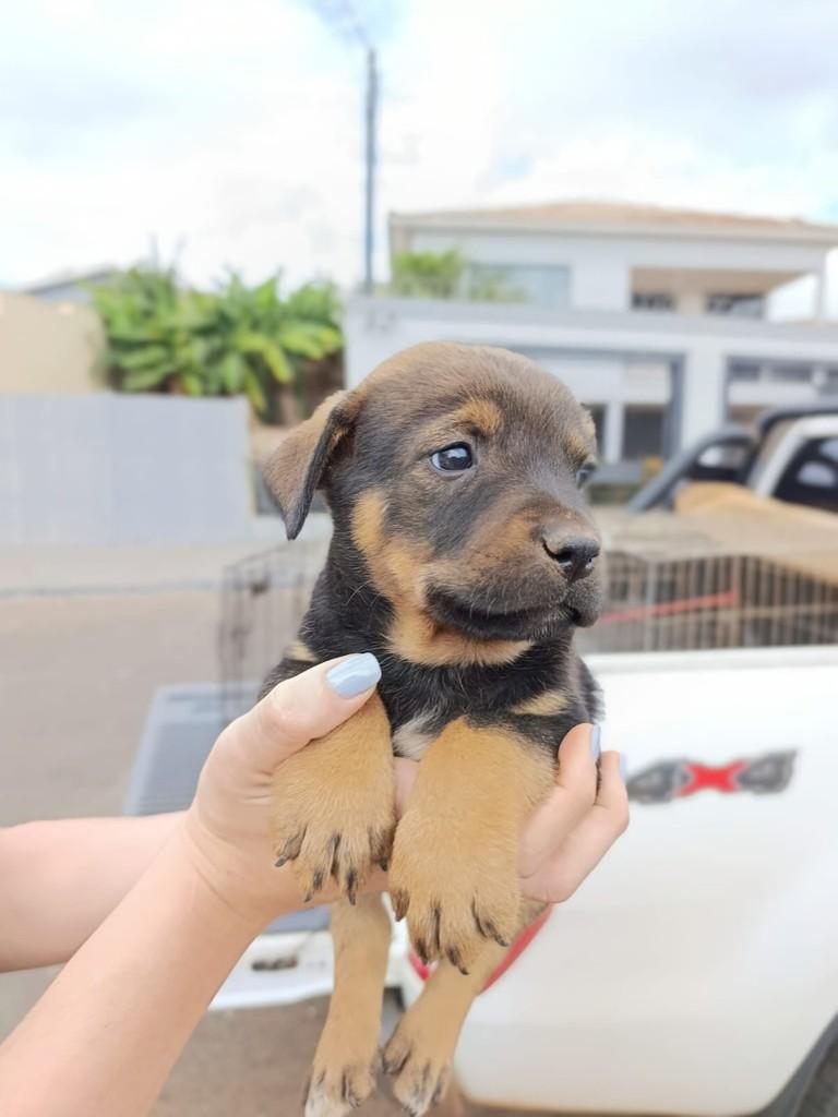 Negan, cachorro de porte médio para adoção em Rio Verde - GO