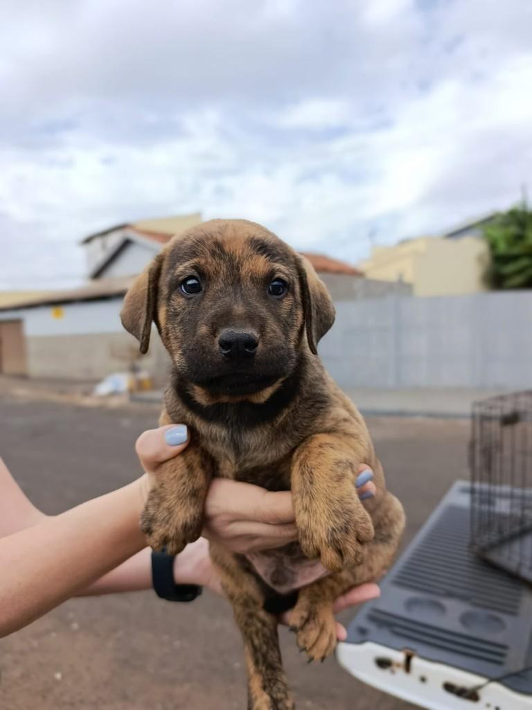 Gleen, cachorro de porte médio para adoção em Rio Verde - GO