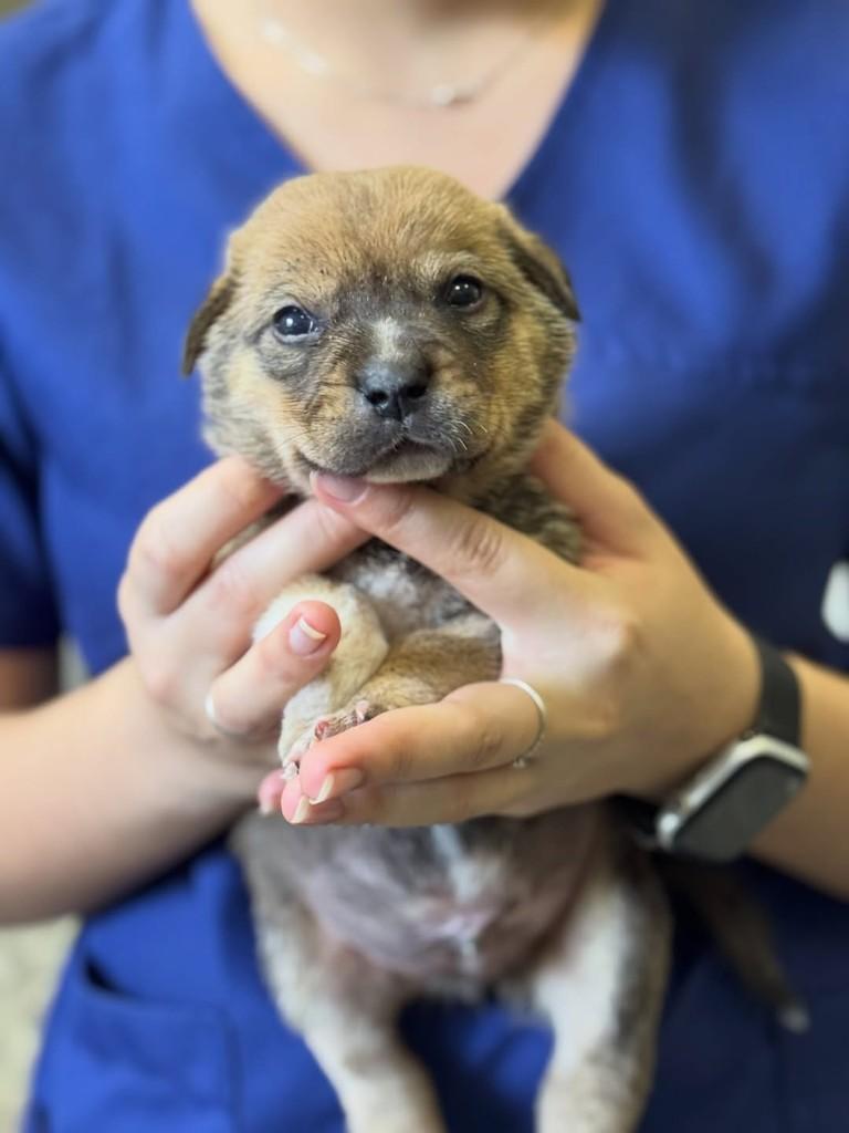Siao, cachorro de porte médio para adoção em Rio Verde - GO