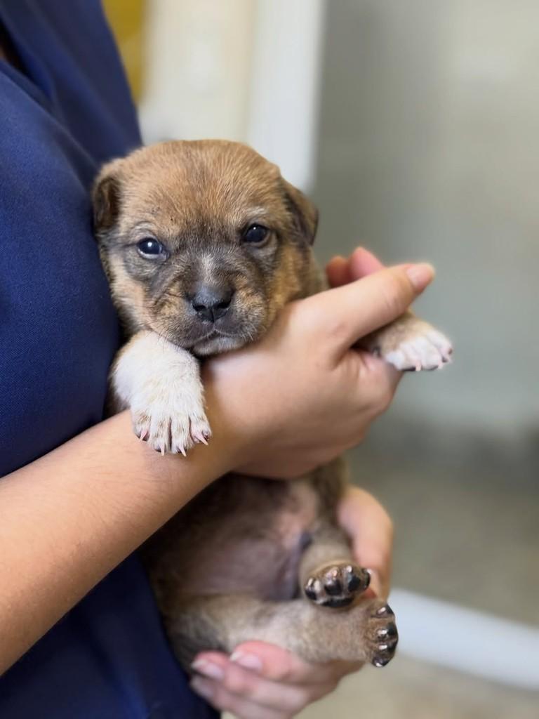 Siao, cachorro de porte médio para adoção em Rio Verde - GO — foto 2 de 3