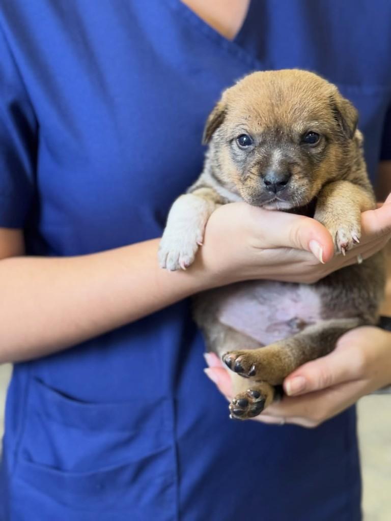 Siao, cachorro de porte médio para adoção em Rio Verde - GO — foto 3 de 3