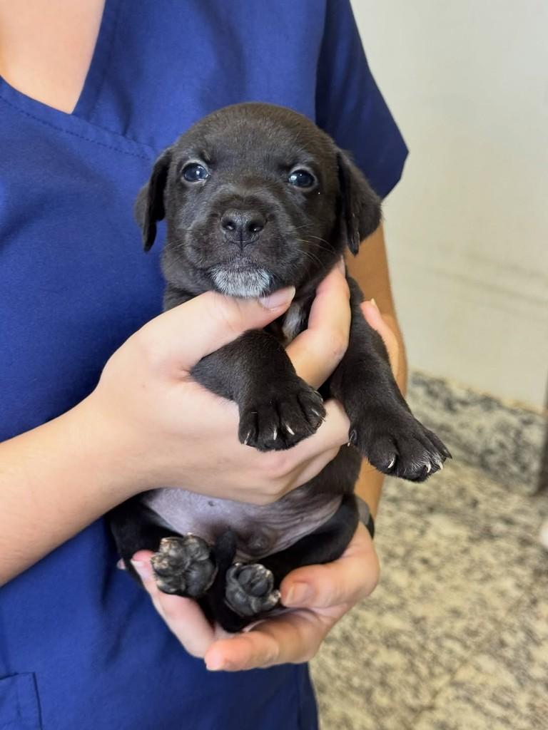 Reboco, cachorro de porte pequeno para adoção em Rio Verde - GO