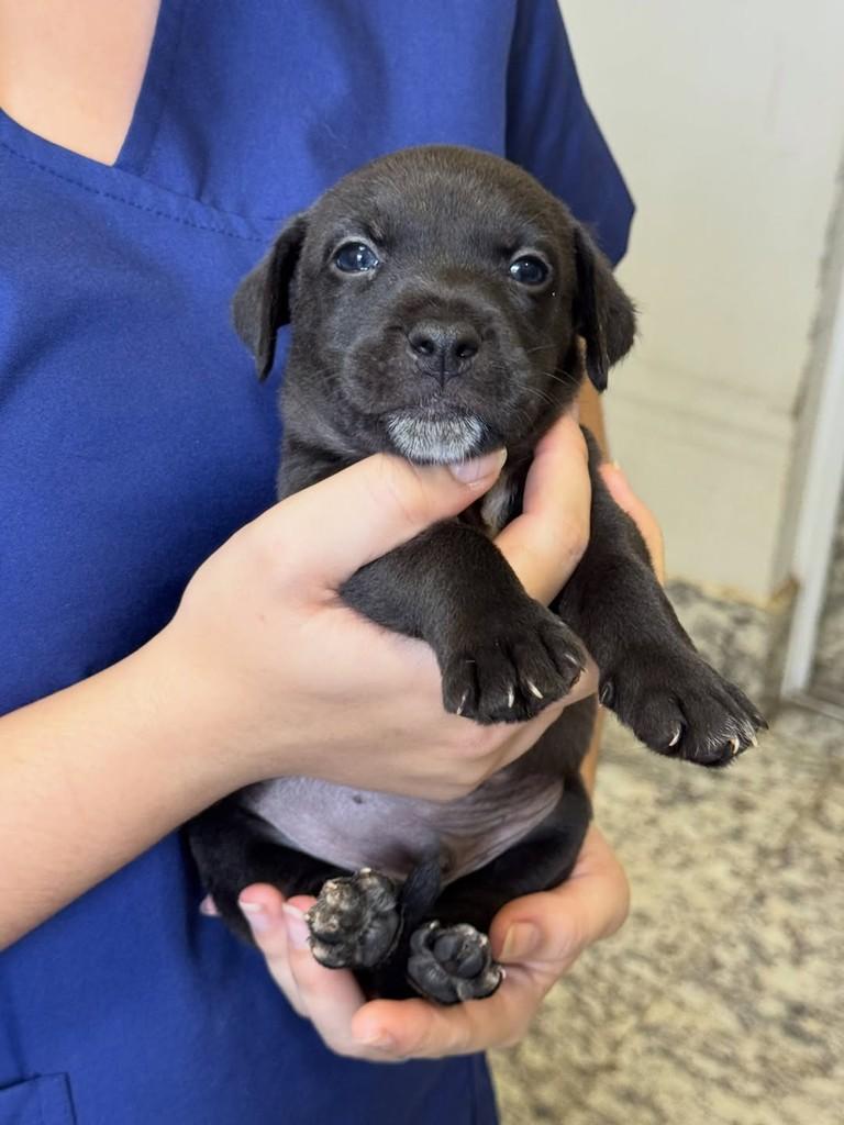 Reboco, cachorro de porte pequeno para adoção em Rio Verde - GO — foto 2 de 2