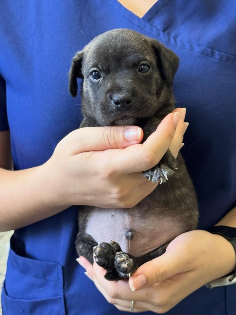 Xapisco, cachorro de porte pequeno para adoção em Rio Verde - GO