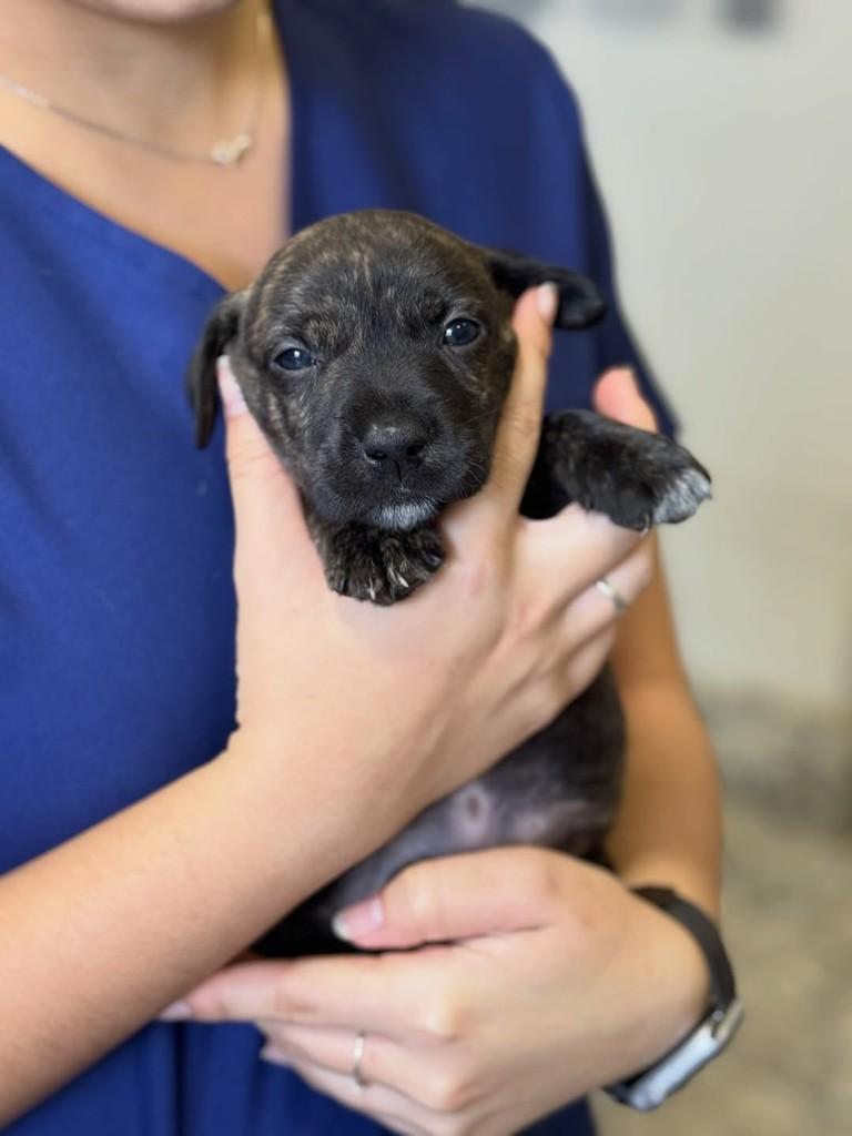Xuvisco, cachorro de porte pequeno para adoção em Rio Verde - GO