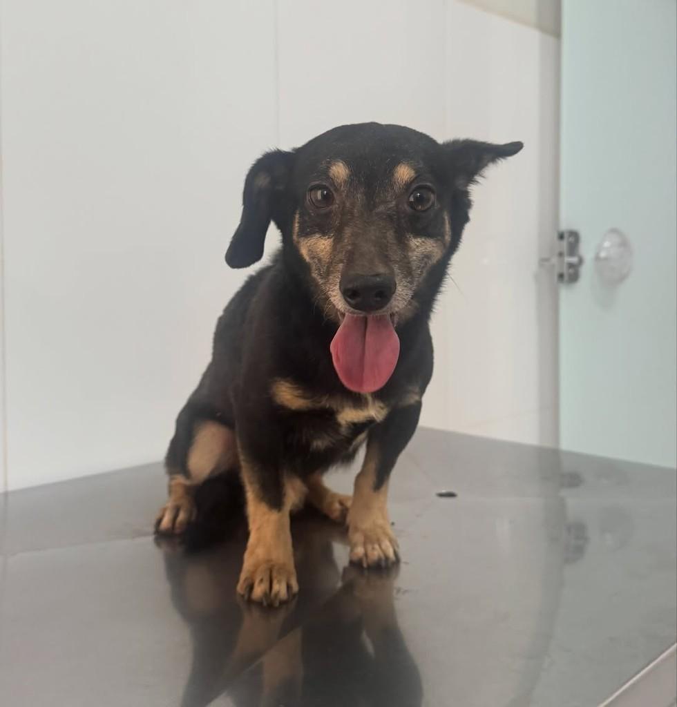 Trator, cachorro de porte pequeno para adoção em Rio Verde - GO
