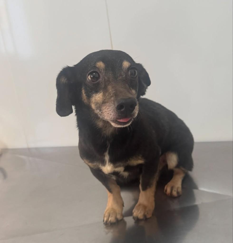Trator, cachorro de porte pequeno para adoção em Rio Verde - GO — foto 2 de 4