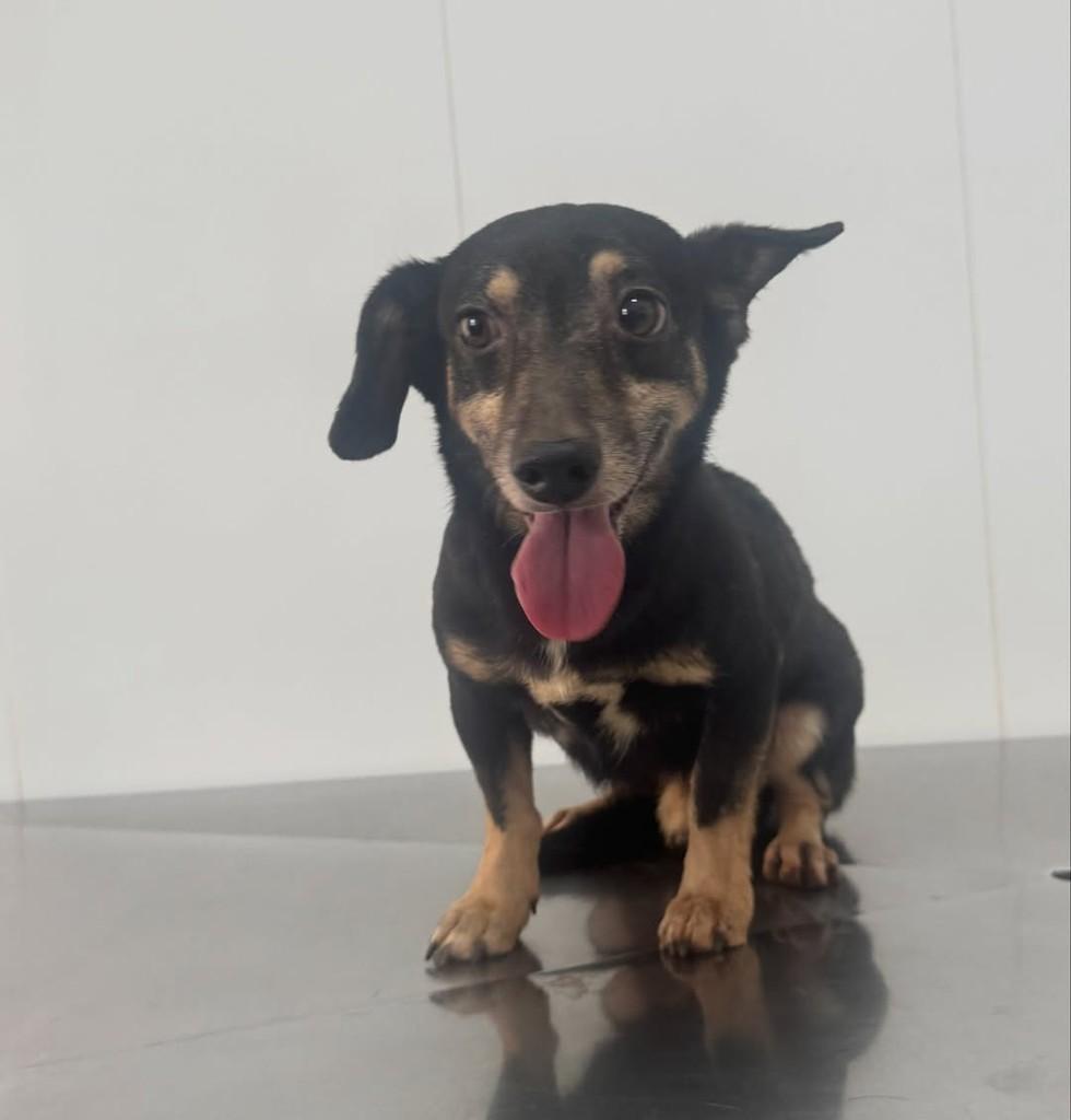 Trator, cachorro de porte pequeno para adoção em Rio Verde - GO — foto 3 de 4