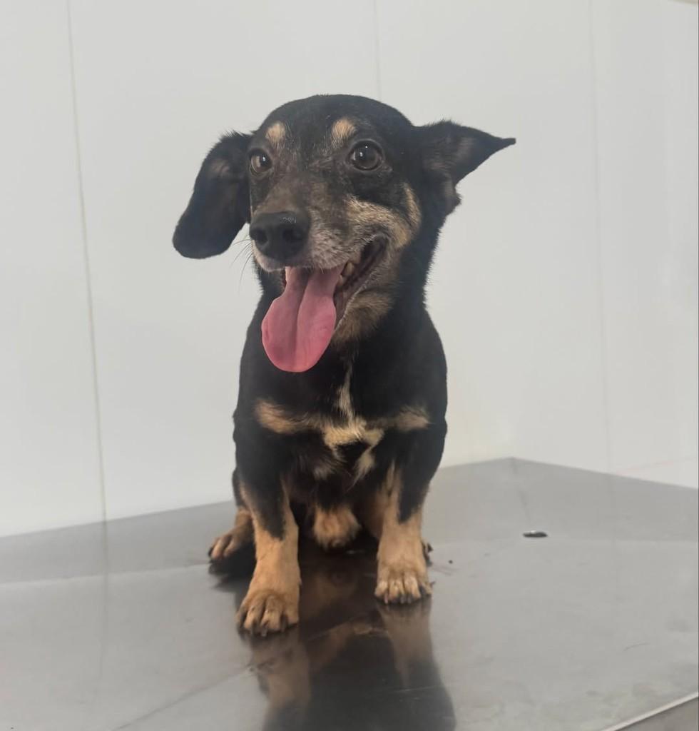 Trator, cachorro de porte pequeno para adoção em Rio Verde - GO — foto 4 de 4