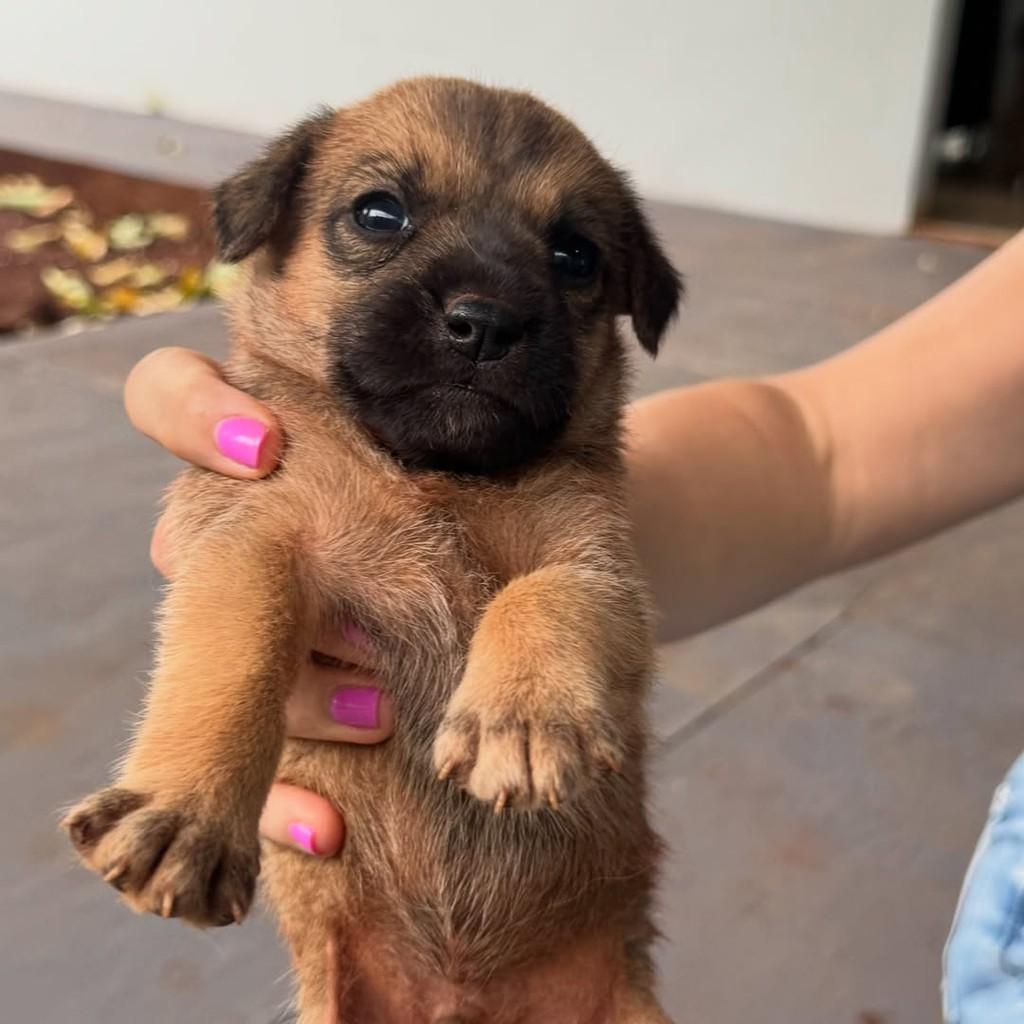 Pica-pau, cachorro de porte médio para adoção em Rio Verde - GO