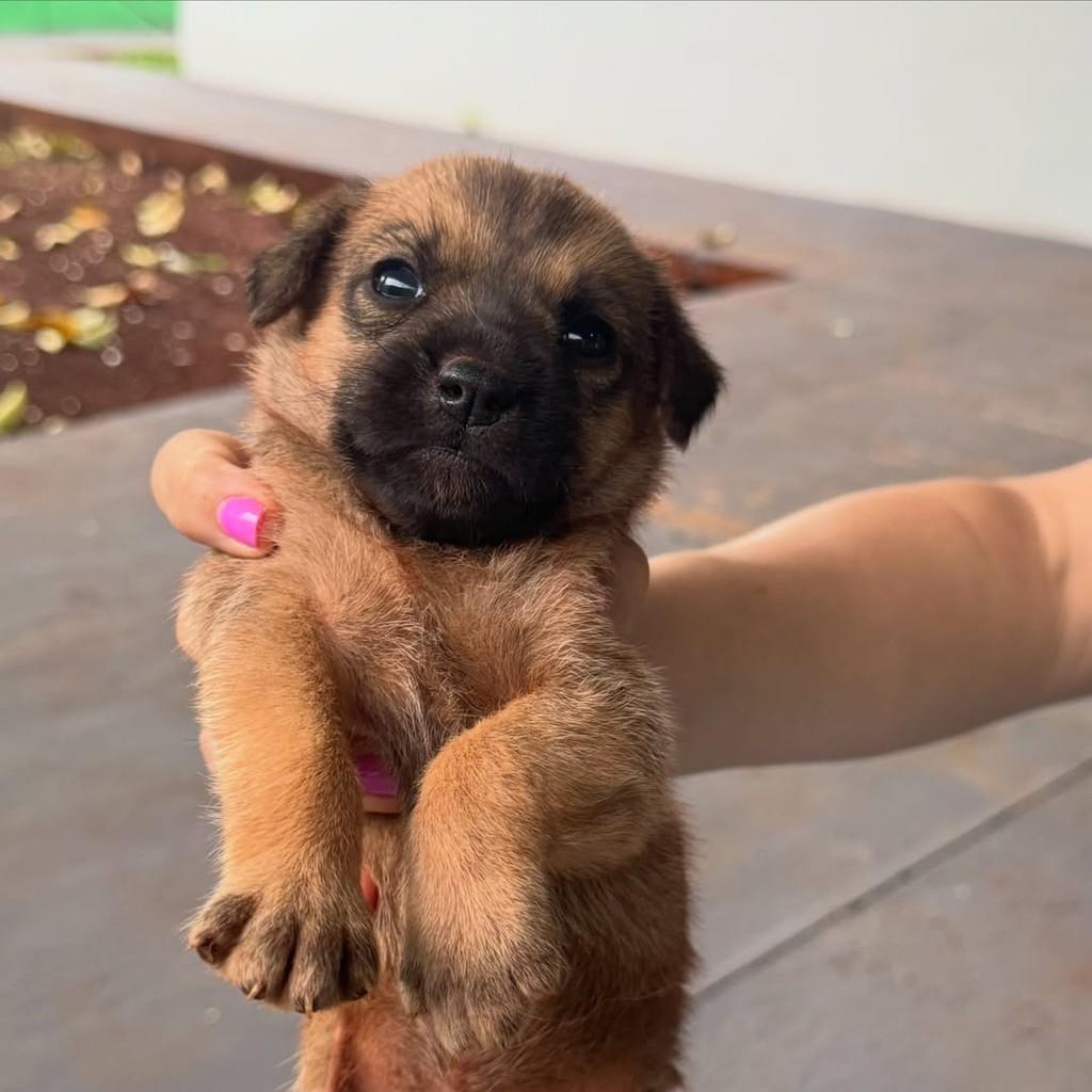 Pica-pau, cachorro de porte médio para adoção em Rio Verde - GO — foto 2 de 2