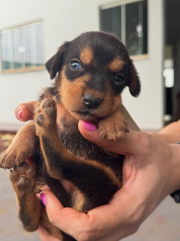 Canário, cachorro de porte pequeno para adoção em Rio Verde - GO
