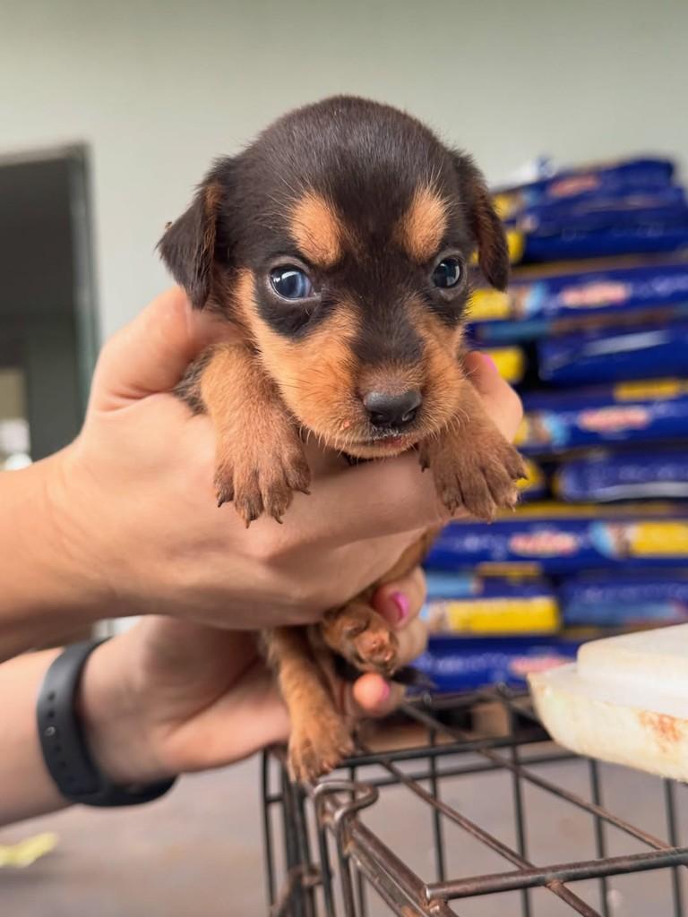 Canário, cachorro de porte pequeno para adoção em Rio Verde - GO — foto 2 de 2