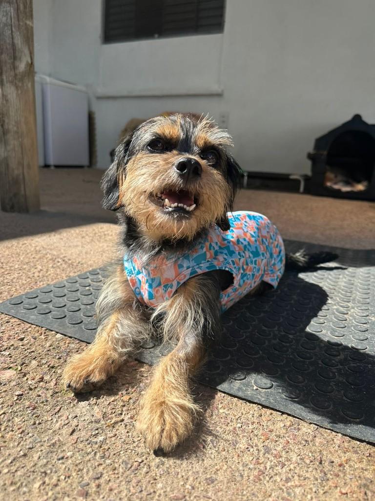 Luna, cadela de porte pequeno para adoção em Porto Alegre - RS