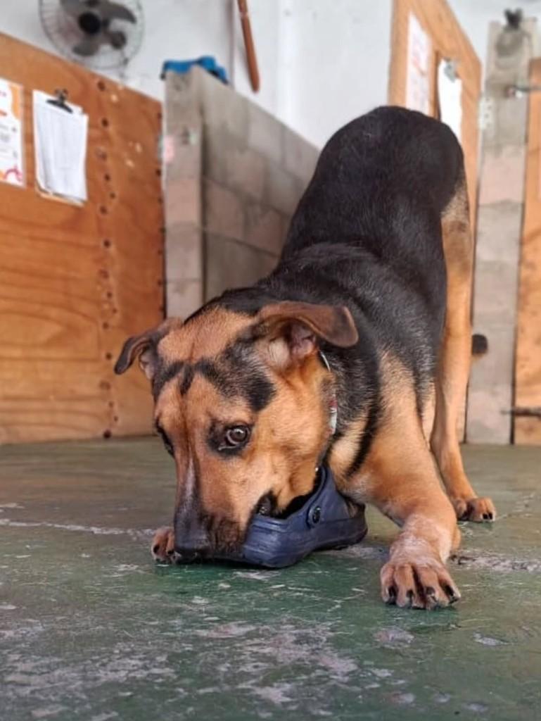Ares, cachorro de porte médio para adoção em Porto Alegre - RS