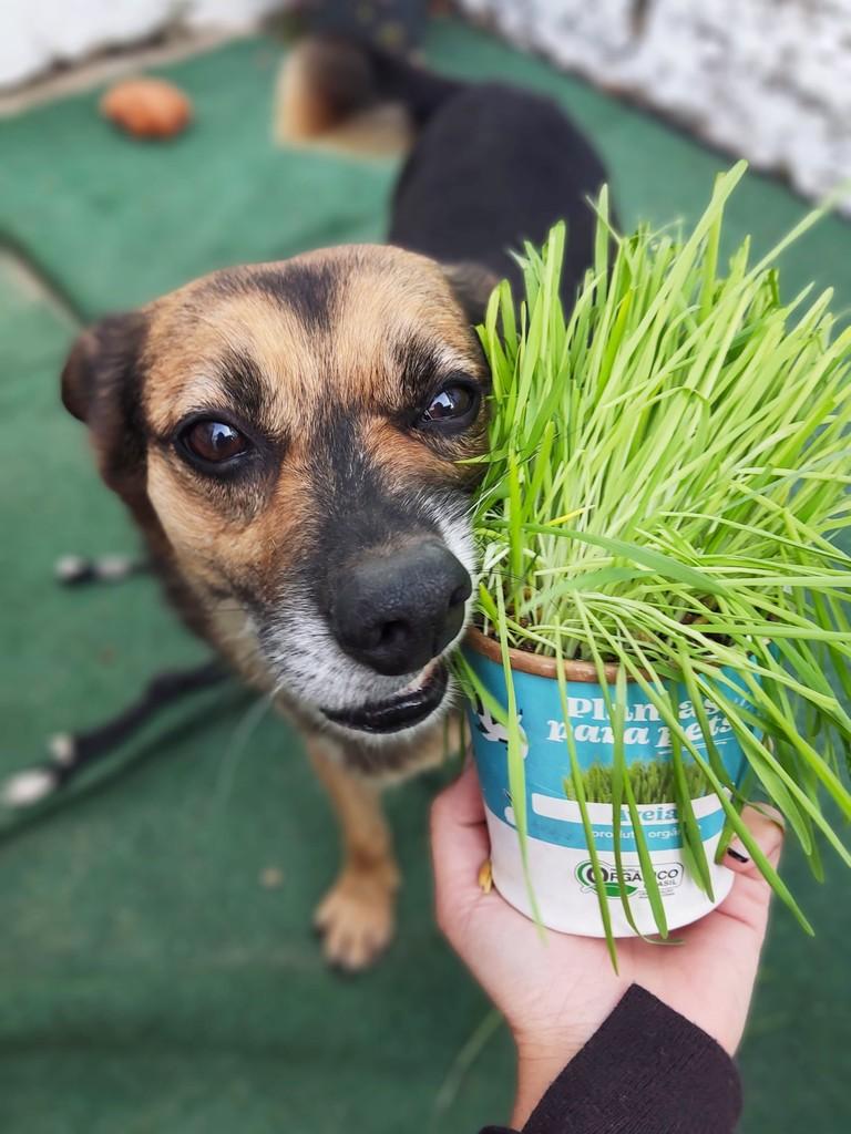 Woody, cachorro de porte médio para adoção em Porto Alegre - RS