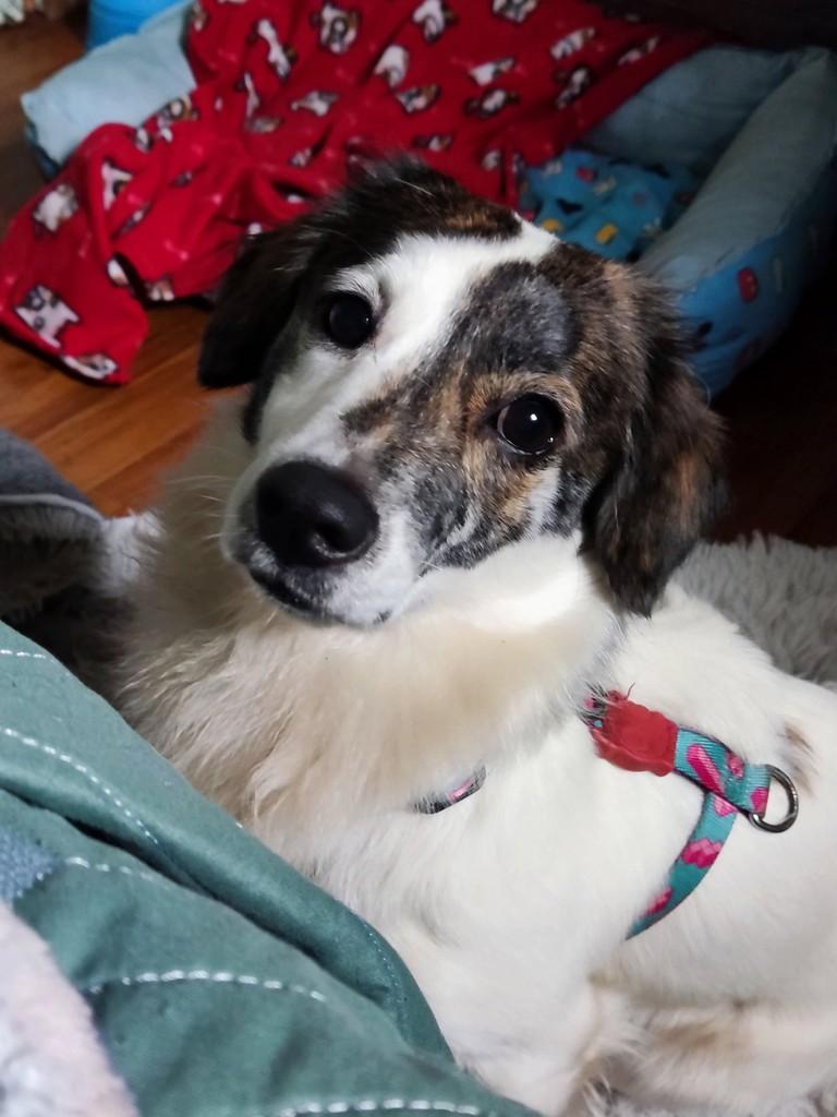 Tom, cachorro de porte médio para adoção em Porto Alegre - RS