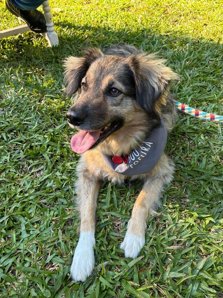 Rocky, cachorro de porte médio para adoção em Porto Alegre - RS