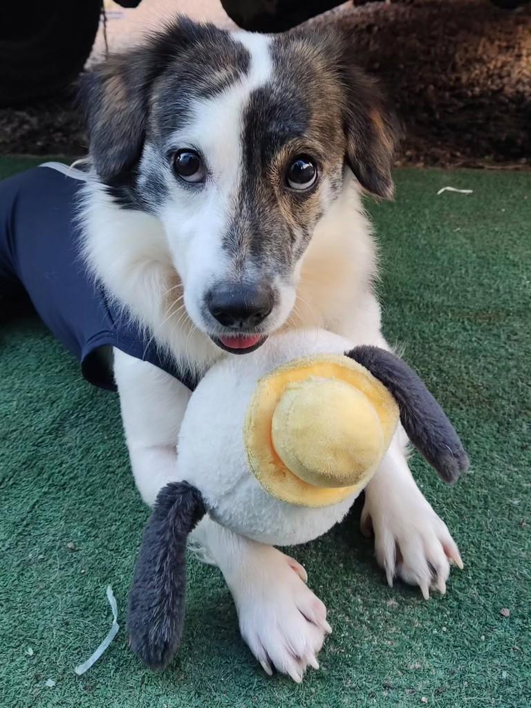 Jorginho, cachorro de porte pequeno para adoção em Porto Alegre - RS