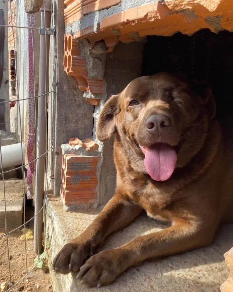 Chocotone, cachorro de porte grande para adoção em Porto Alegre - RS