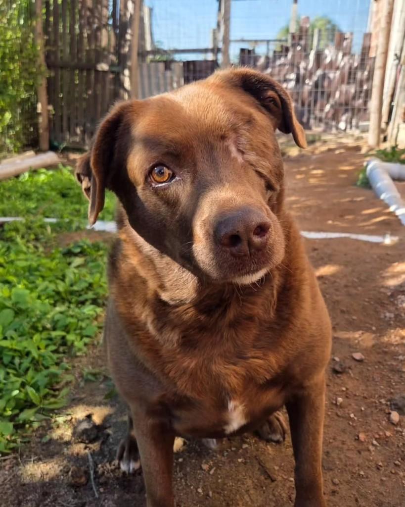 Chocotone, cachorro de porte grande para adoção em Porto Alegre - RS — foto 2 de 2