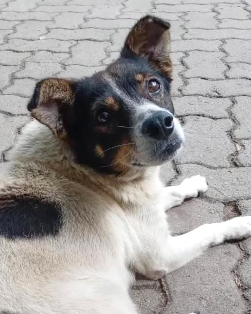 Lineu, cachorro de porte pequeno para adoção em Porto Alegre - RS