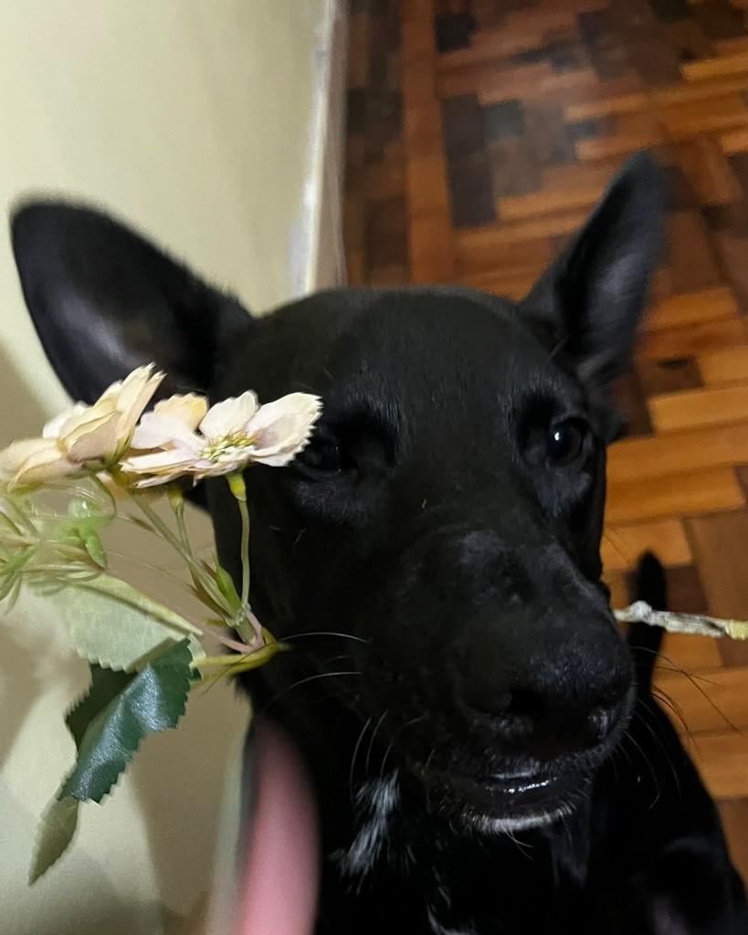 Leopoldo, cachorro de porte médio para adoção em Porto Alegre - RS