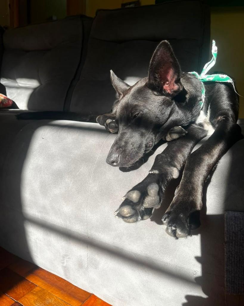 Leopoldo, cachorro de porte médio para adoção em Porto Alegre - RS — foto 2 de 9