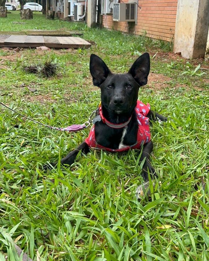 Leopoldo, cachorro de porte médio para adoção em Porto Alegre - RS — foto 3 de 9
