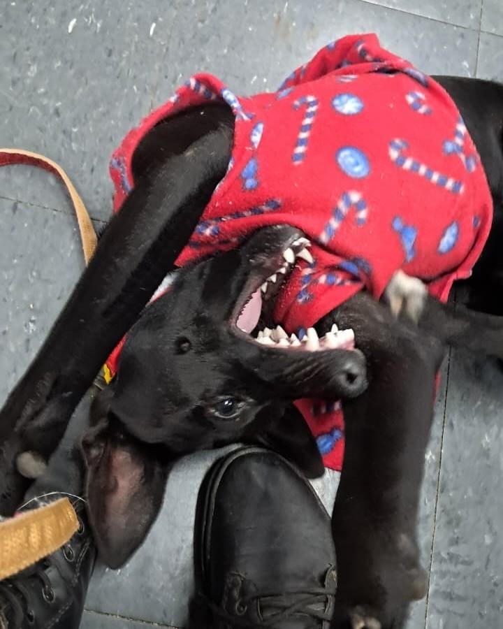 Leopoldo, cachorro de porte médio para adoção em Porto Alegre - RS — foto 4 de 9