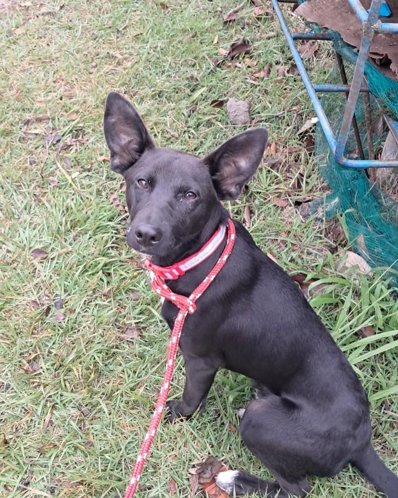 Leopoldo, cachorro de porte médio para adoção em Porto Alegre - RS — foto 5 de 9