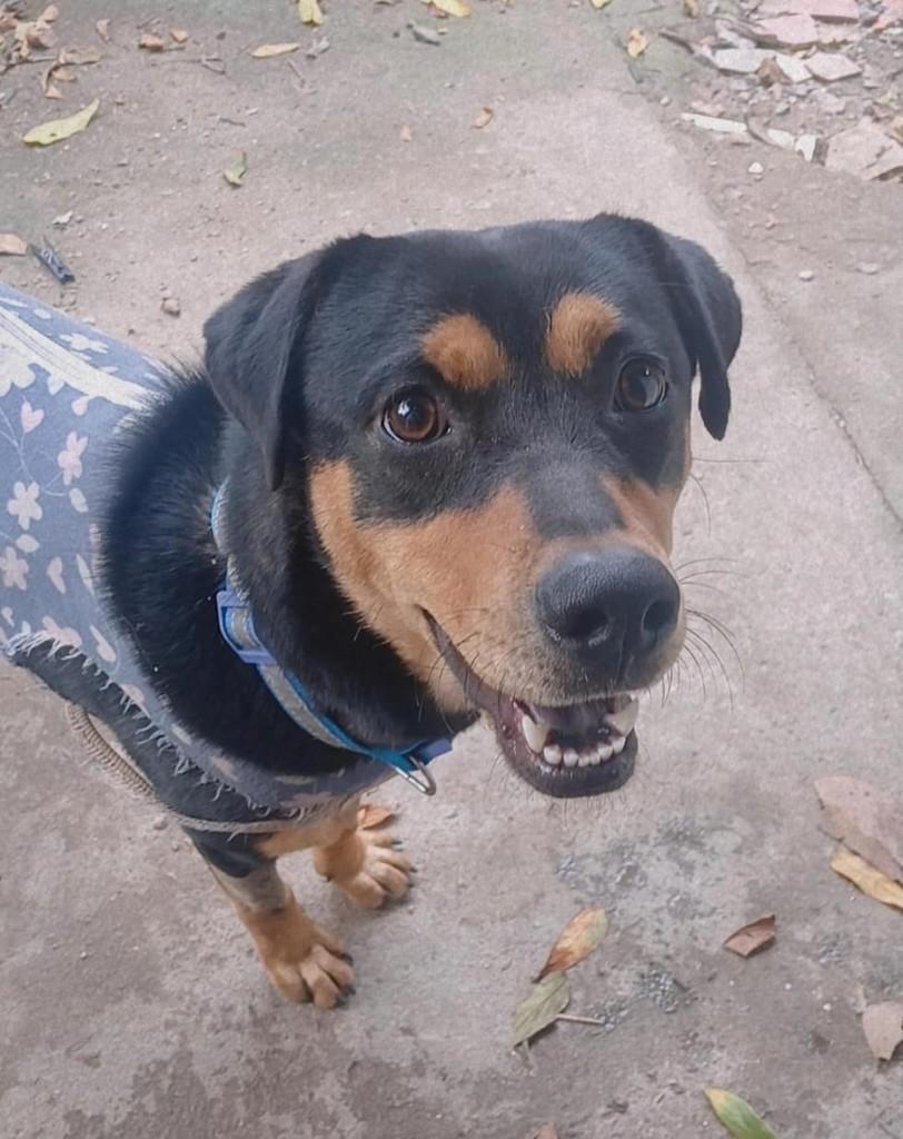 Boba, cadela de porte médio para adoção em Porto Alegre - RS