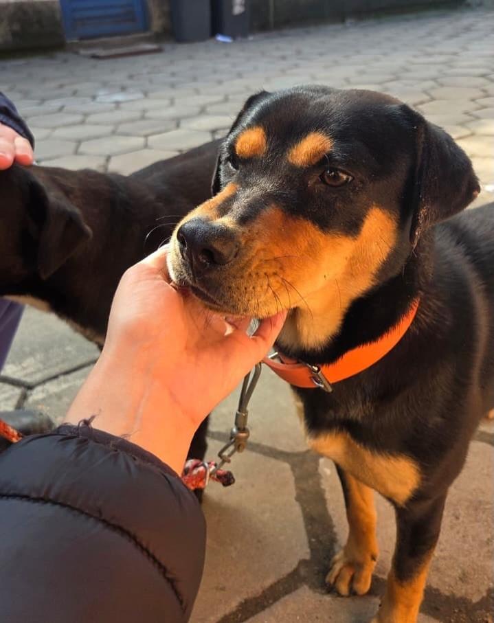 Boba, cadela de porte médio para adoção em Porto Alegre - RS — foto 2 de 4